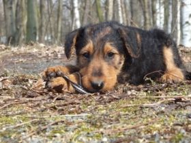Girly v.d.Heinrichsburg.jpg