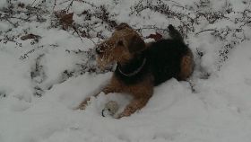 Girly im Januar 2014.jpg