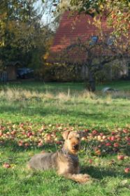 Luna mit 15 Jahren IMG_0690.JPG